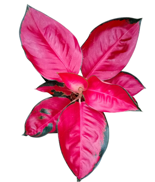 Aglaonema “Suksom Jaipong” Bundle of 10 Plants Wholesale