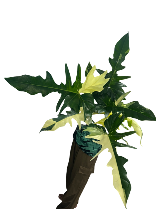 Philodendron Golden Dragon 3-4 Leaves