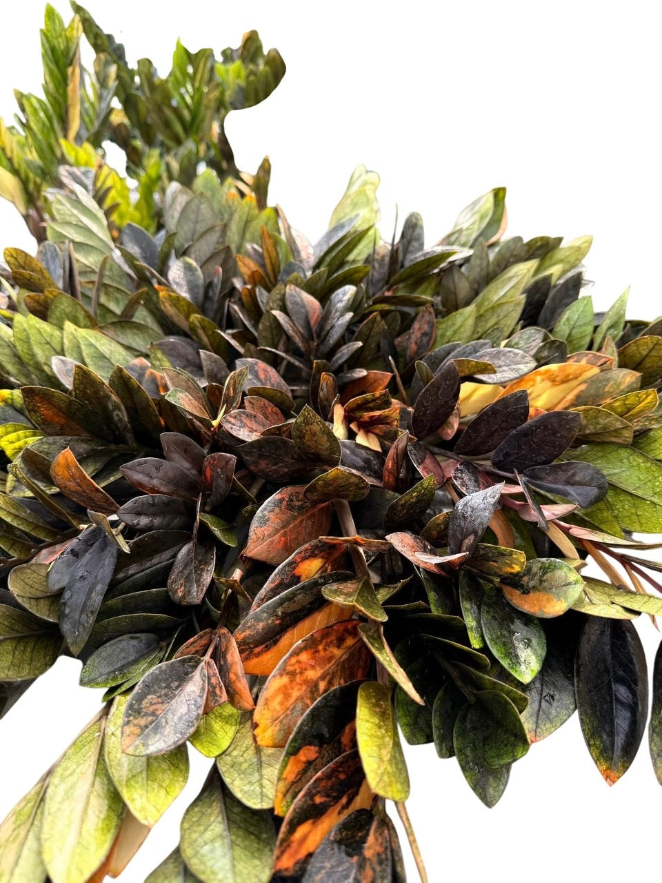Zamioculcas zamiifolia Black Pink Variegated