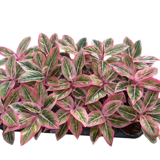 Aglaonema “Lotus Delight” Wholesale Set of 5 Plants