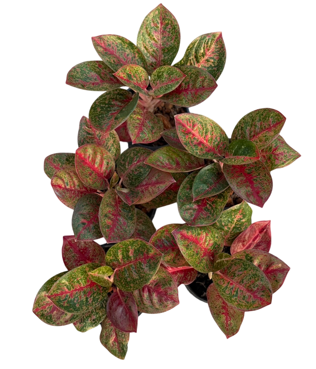 Aglaonema Red stardust bowl mutaion -Set of 5plants