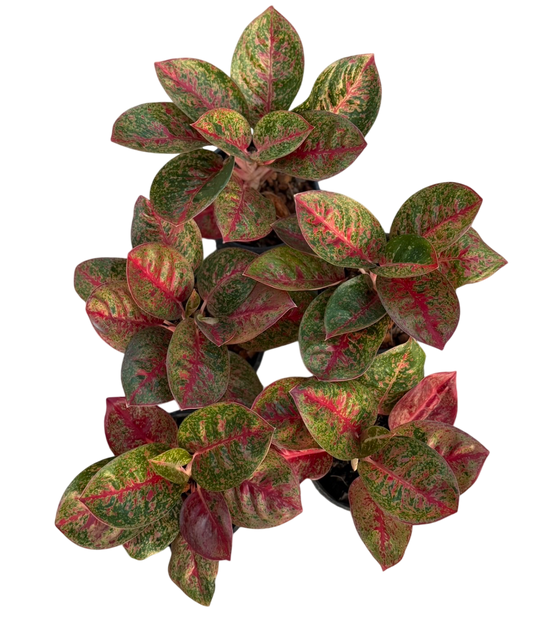 Aglaonema Red stardust bowl mutaion -Set of 5plants