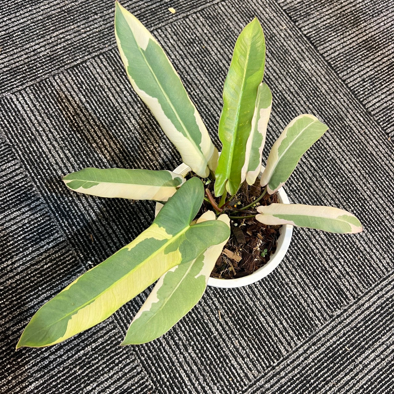 Philodendron Atabapoense Copy Variegated – Lucky Plants Thailand