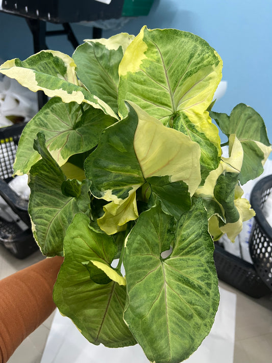 Syngonium Golden allusion. (Bundle Set of 10 Plants)