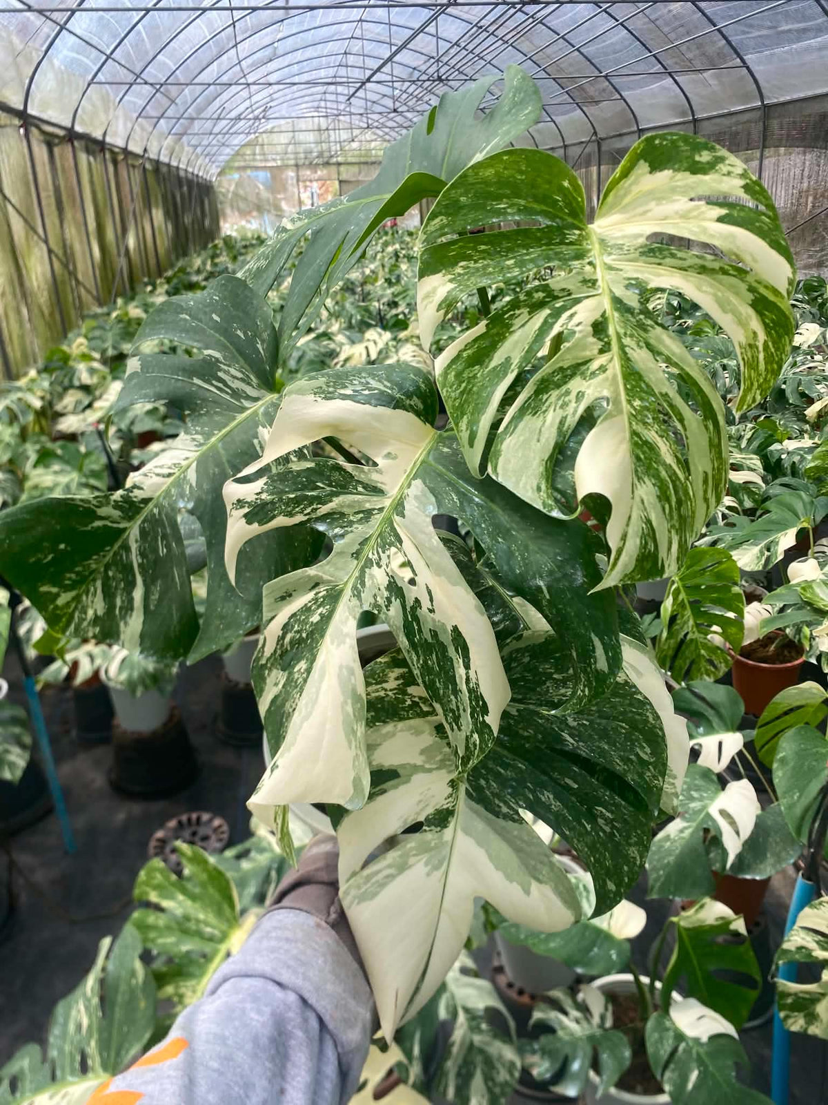 Monstera borsigiana ‘Albo Tiger’ Variegated – Set of 10 Plants