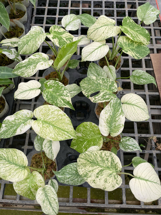 Monstera white monster var. set 10 plants