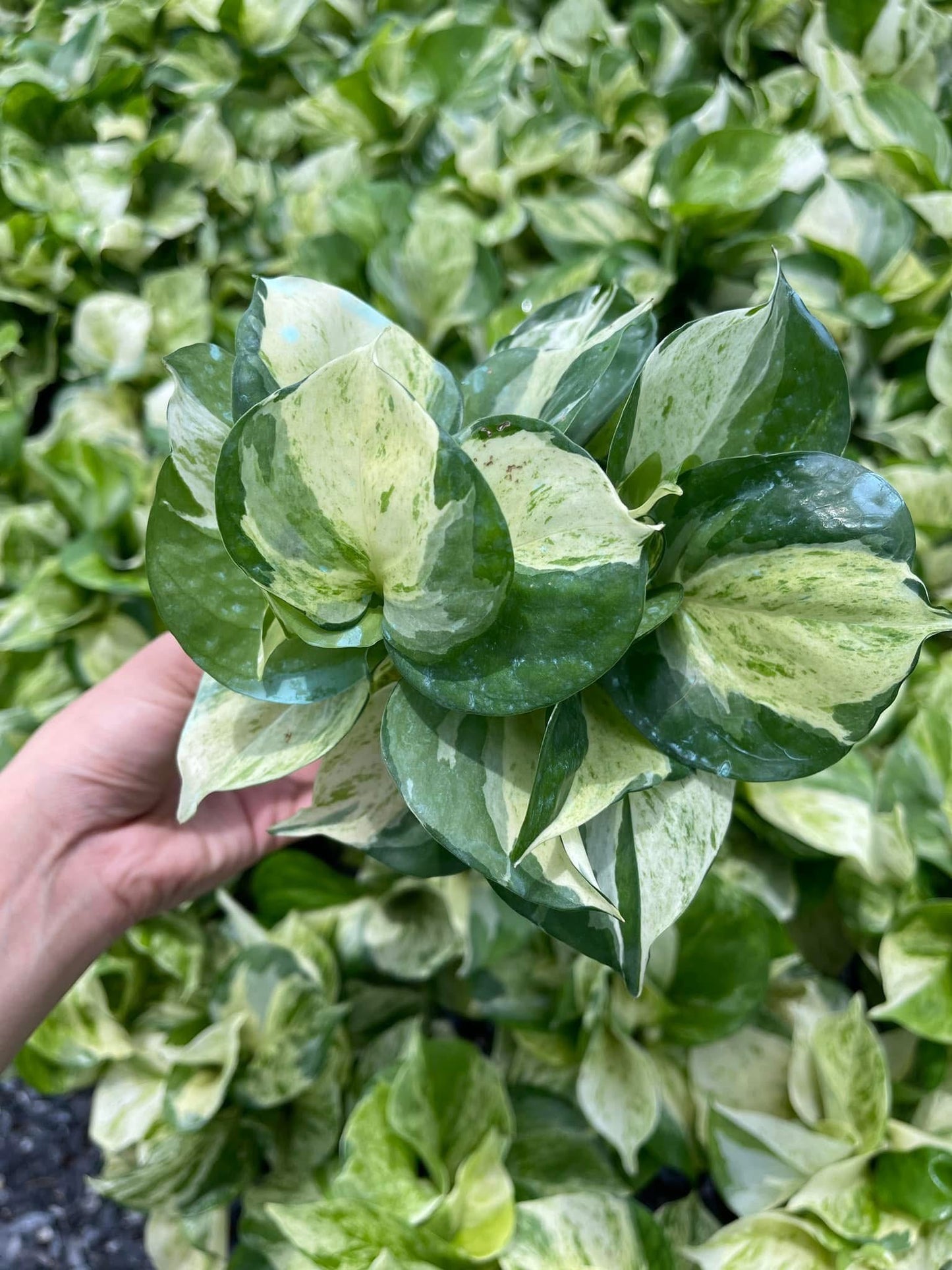 Epipremnum Manjula-Set of 10 plants