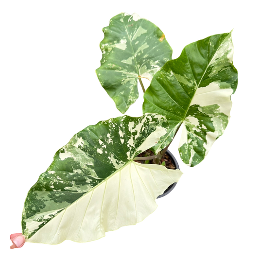 Alocasia  Stripped stem Albo variegated.