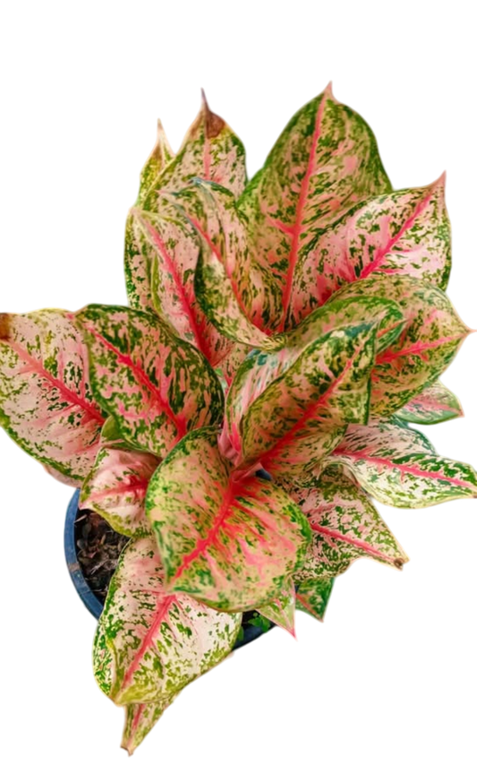 Aglaonema “10 Karat” Set of 10 plants
