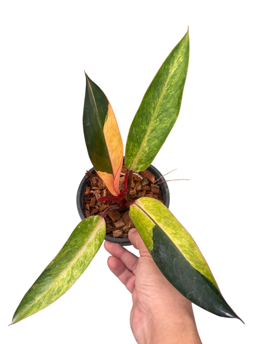 Philodendron Fire bird varigated.
