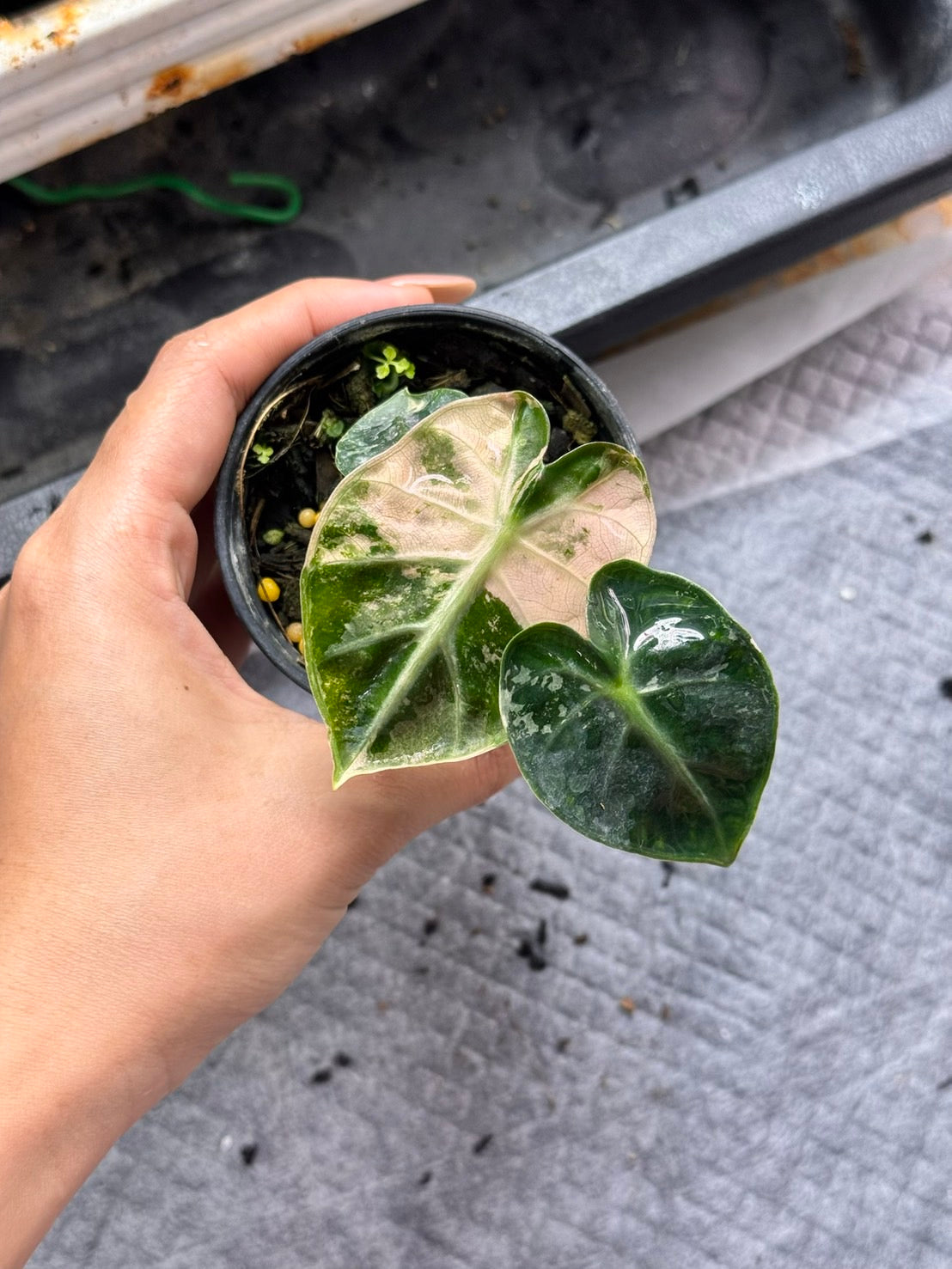 Alocasia Heart Balloon Pink Variegated (Set of 5)