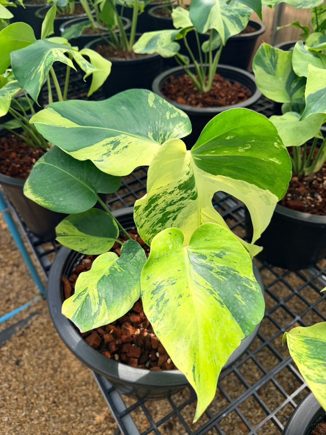 Monstera Deliciosa “Light Lime”