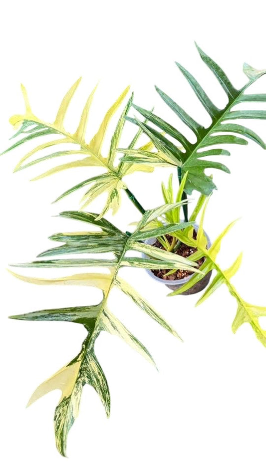 Philodendron Florida Beauty x Tortum Hybrid Variegated