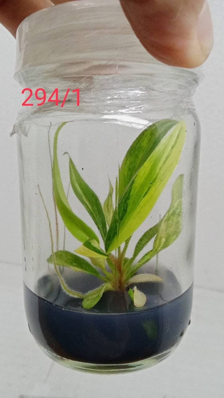 Philodendron Caramel Marble Variegated (TC) – Set of 50 Plants
