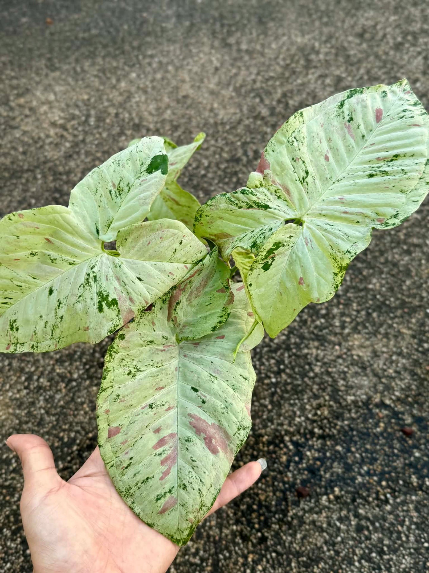 Syngonium Milk  Tricolor marble -Set of 10 plants