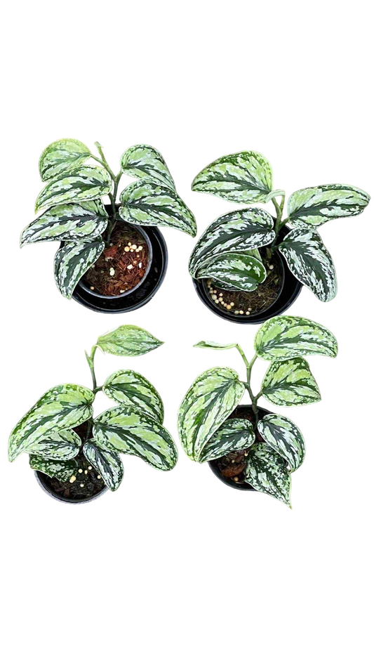 Scindapsus tricolor special -Set of 5 plants
