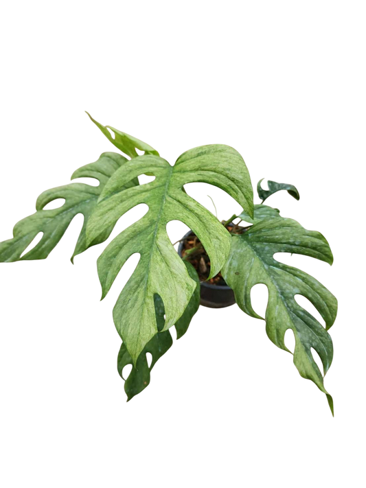 Monstera budo mint