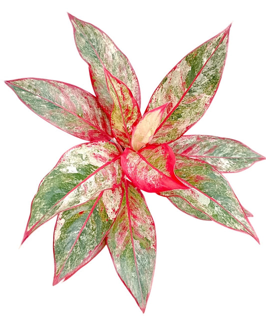 Aglaonema “Siam Aurora”