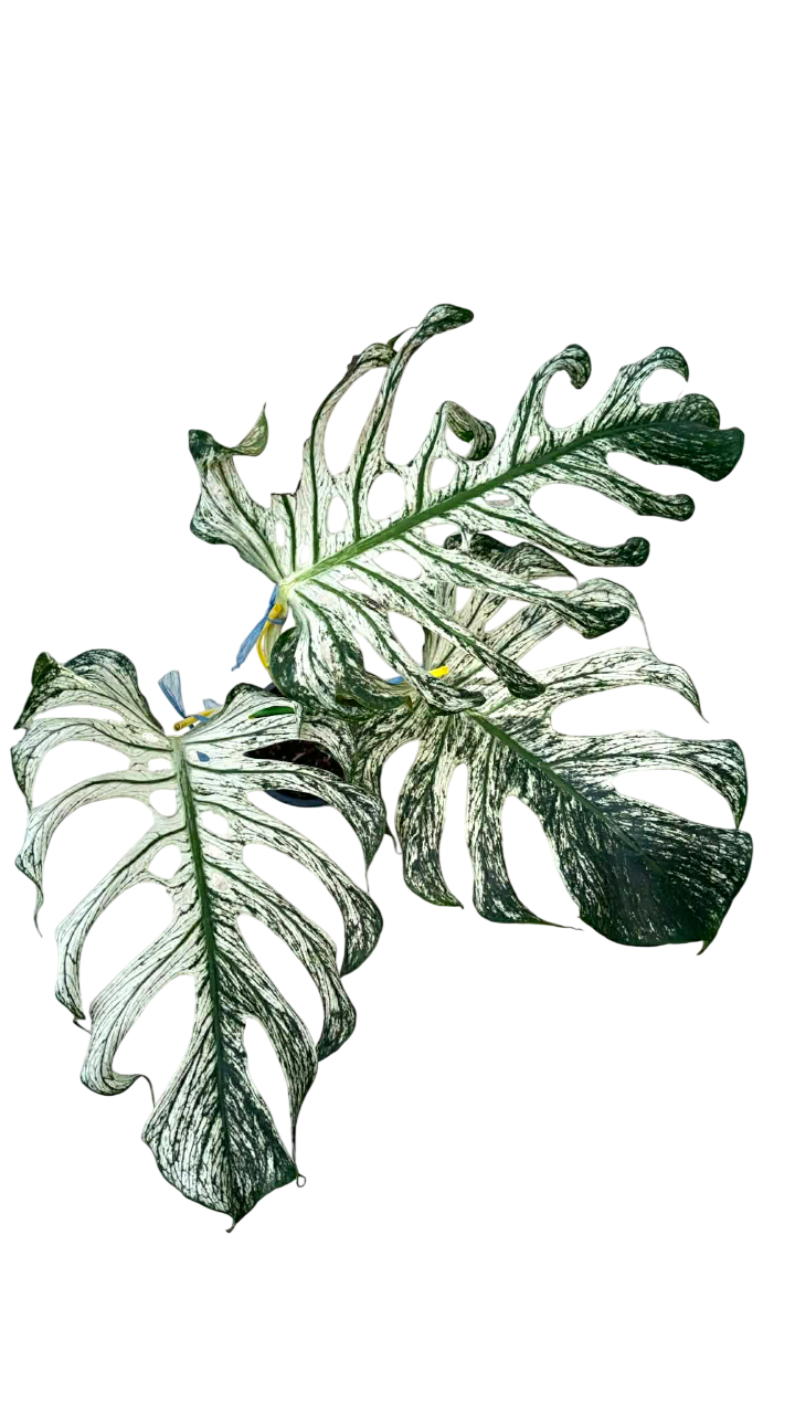 Monstera devil monster – Lucky Plants Thailand