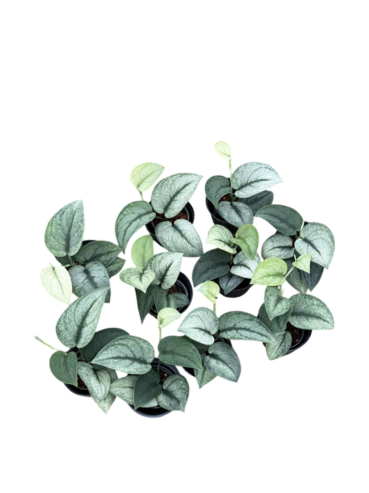 Scindapsus exotica mint -Set of 10 plants