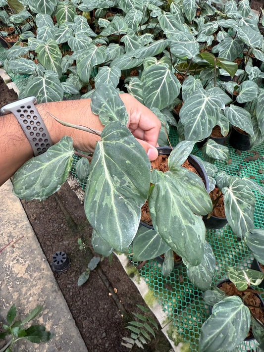 Philodendron Gloriosum mutation variegated-Set of 10 plants