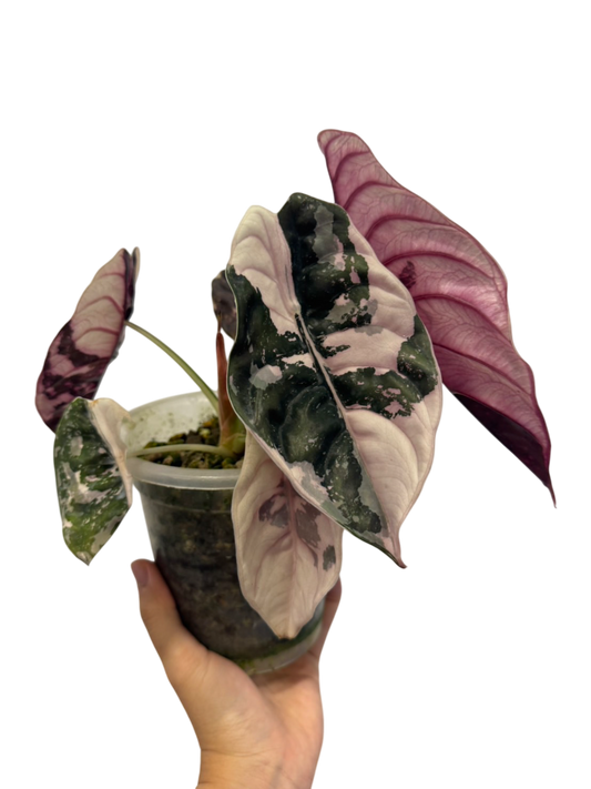 Alocasia Cuprea 'Red Secret Pink