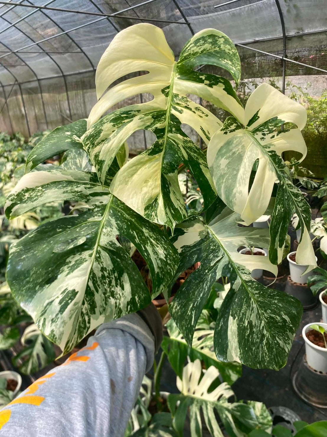 Monstera borsigiana ‘Albo Tiger’ Variegated – Set of 10 Plants