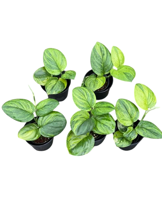 Scindapsus green on green (1plants)