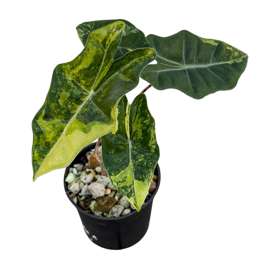 Alocasia Pseudo Sanderiana Aurea Var.