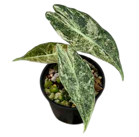 Alocasia Black Satun “Stardust” Variegated