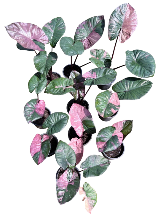 Alocasia Pink Serendipity Variegated Set of 10 plants
