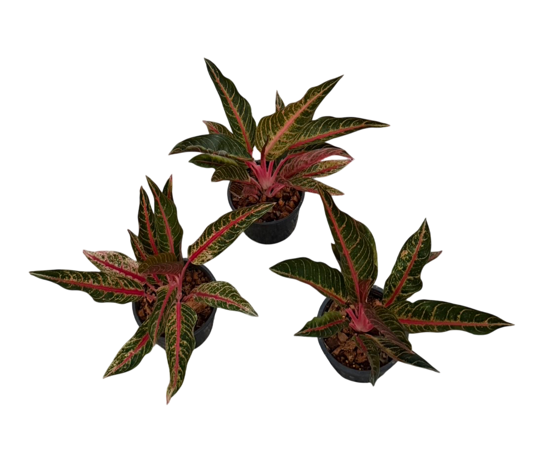 Aglaonema Margarita -Set of 10 plants