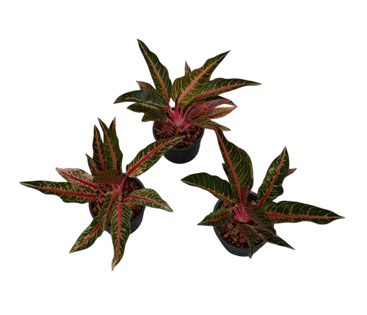 Aglaonema Margarita -Set of 10 plants