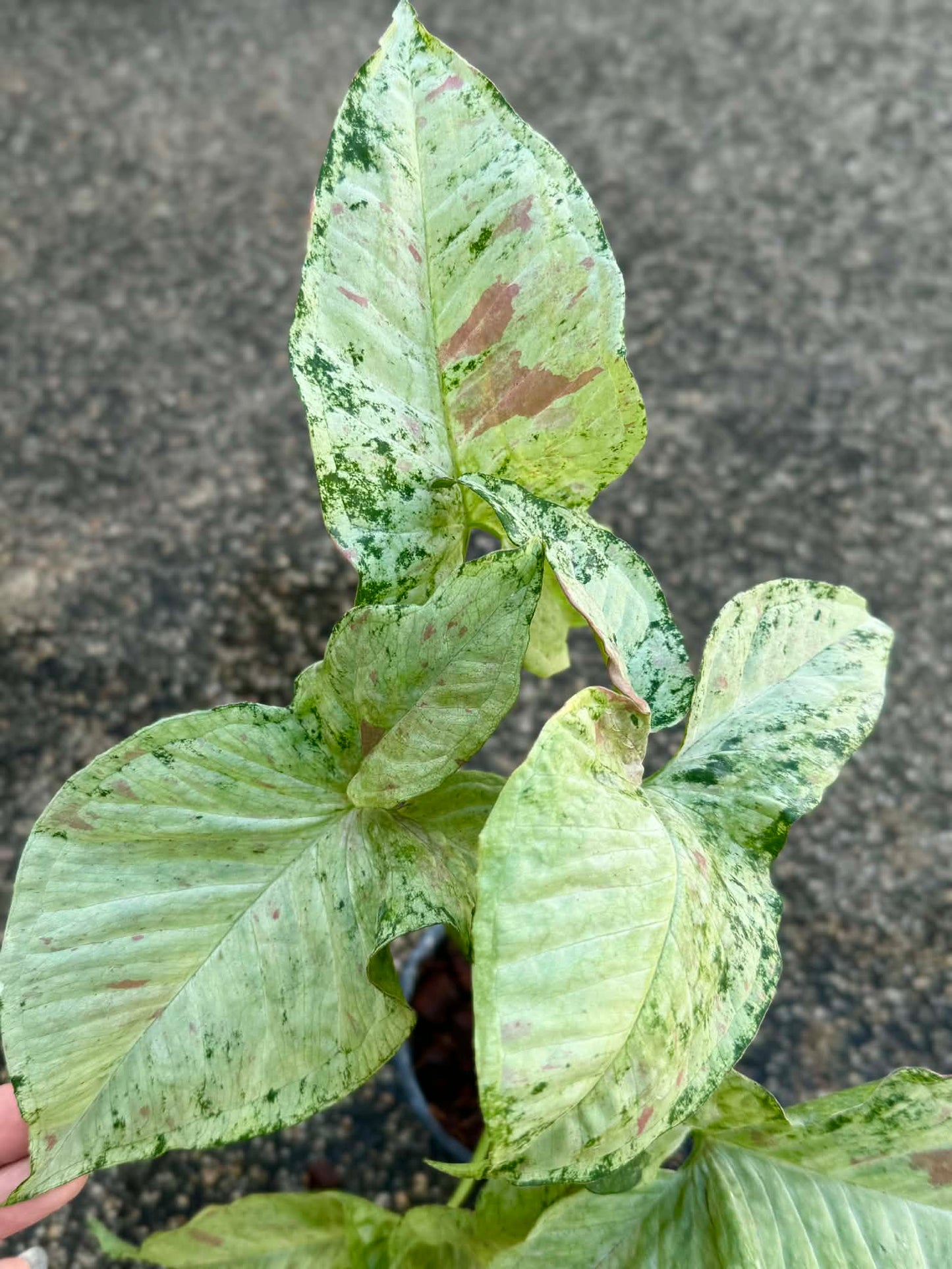 Syngonium Milk  Tricolor marble -Set of 10 plants