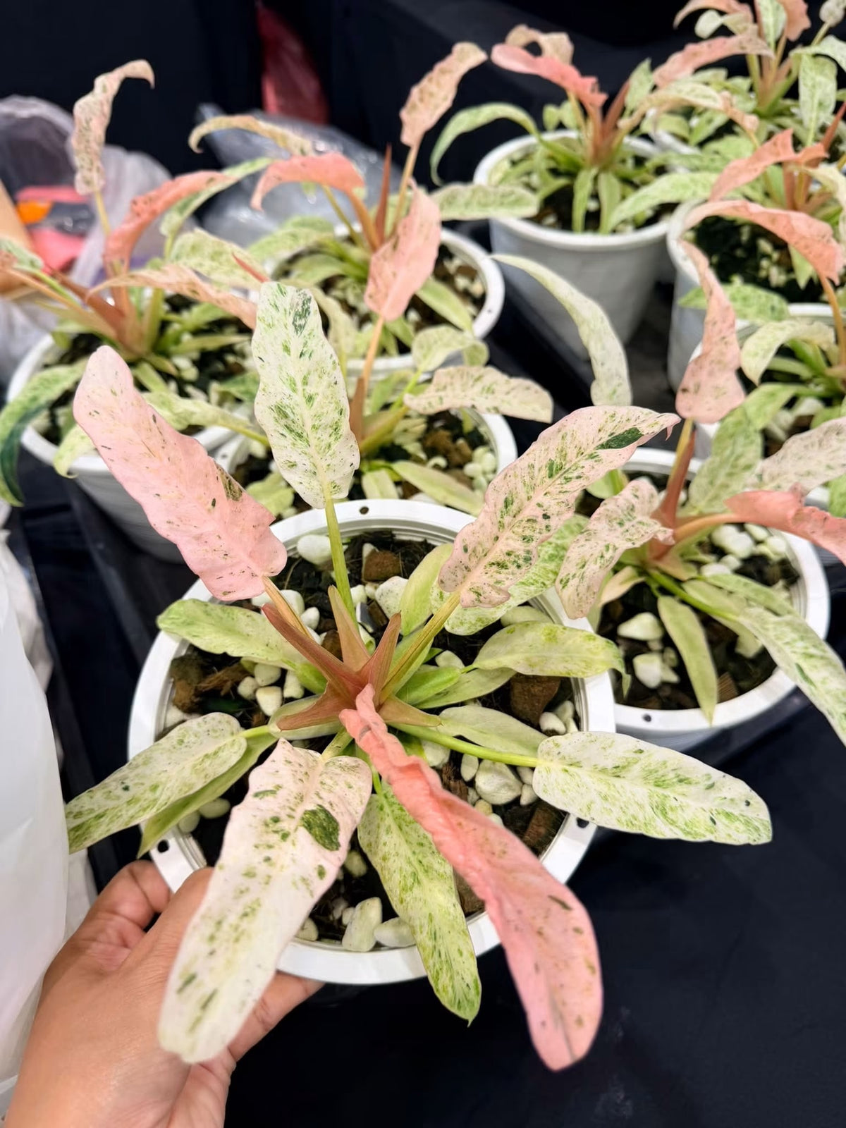 Philodendron Strawberry pink mint Variegated