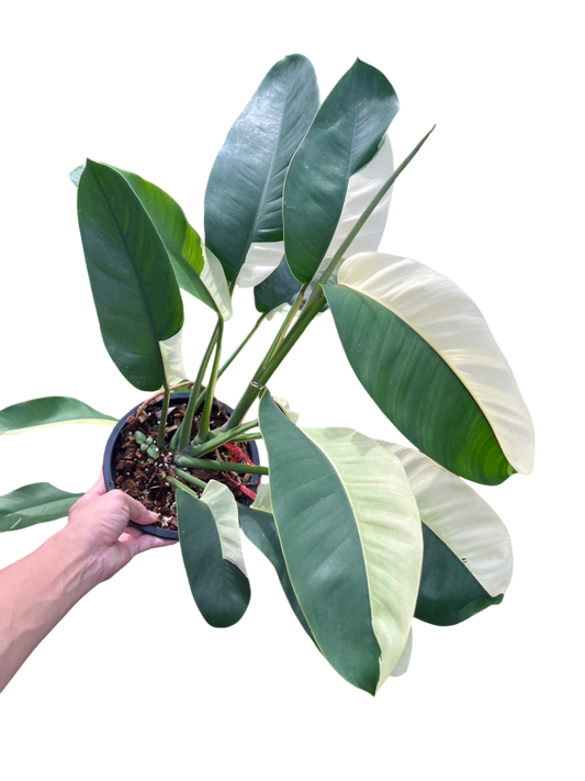 Epipremnum Giganteum Albo Variegated