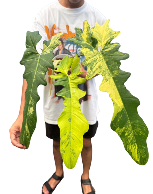 Philodendron Florida Beauty x Bobcee Variegated