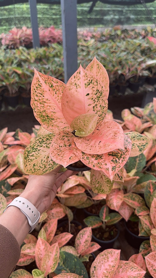 Aglaonema Orange Stardust Set of 10 Plants