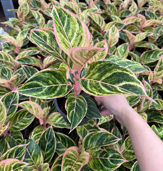 Aglaonema Pinky pie (Set of 10 plants)