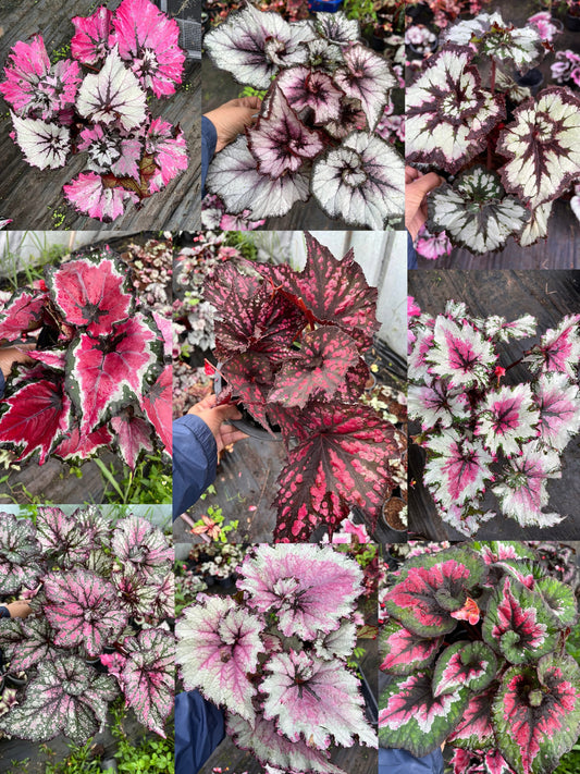 Begonia beautiful mix-Set of 10 plants