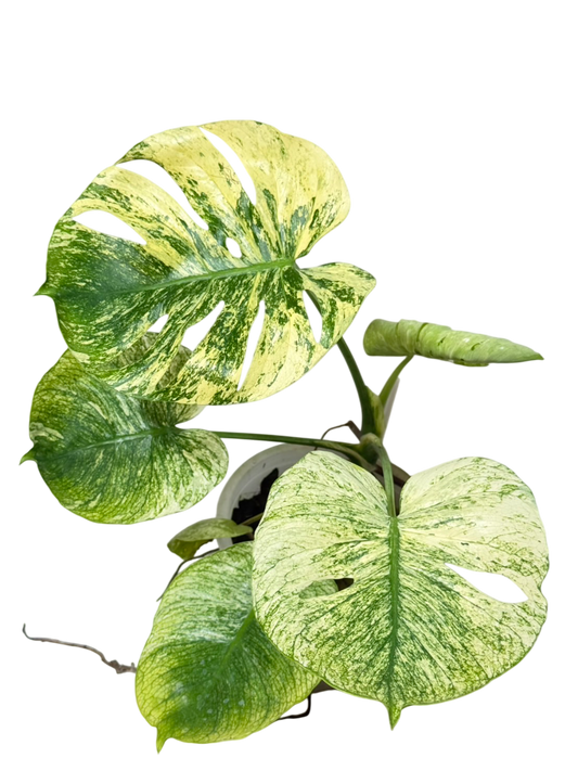 Monstera Deliciosa “Mint Siam”