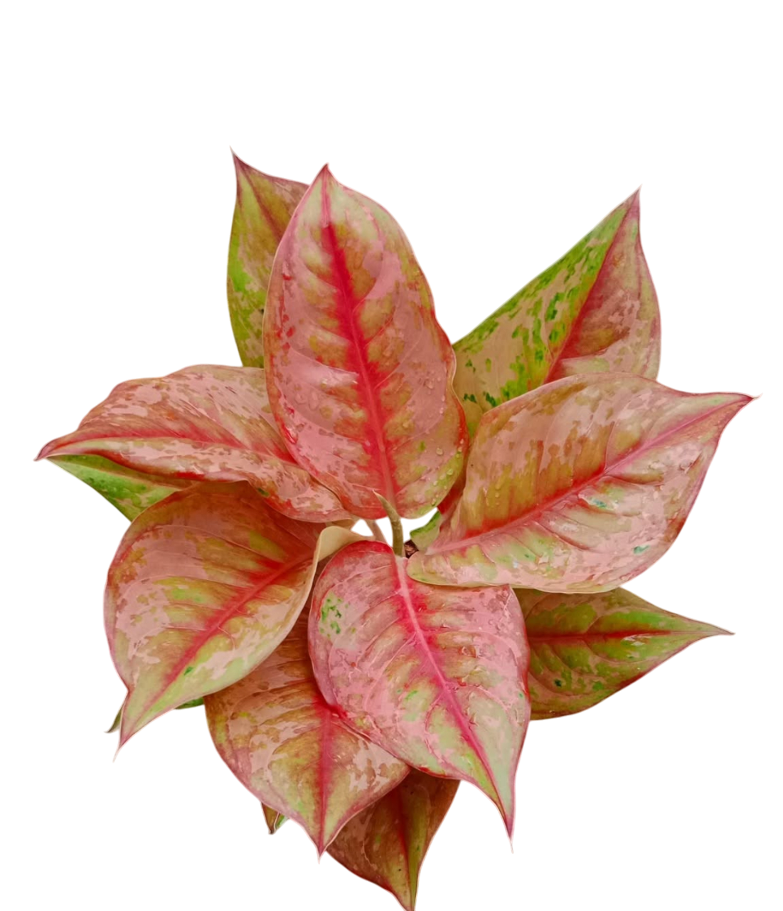 Aglaonema “Prakai Petch” Set of 10 Plants
