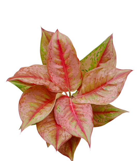 Aglaonema “Prakai Petch” Set of 10 Plants