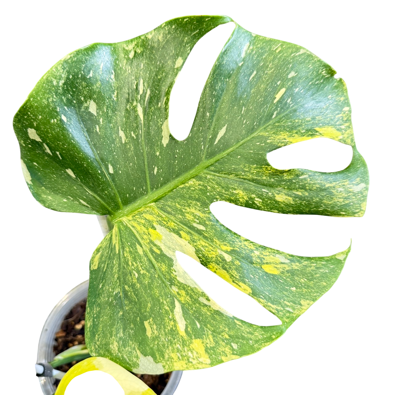 Monstera deliciosa miracle tricolor (Rare plants & beautiful plants)
