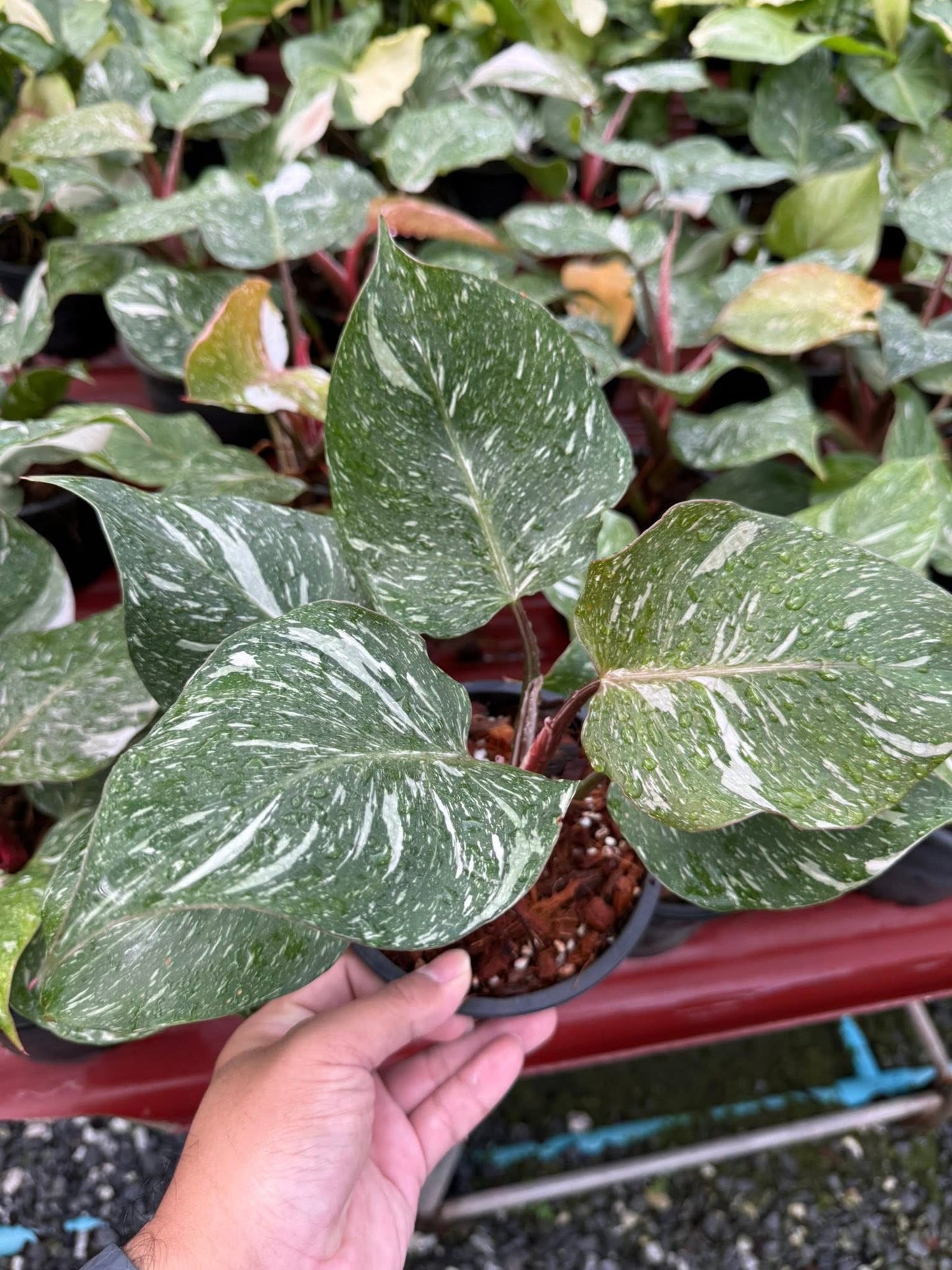 Philodendron white knight mable-set of 10 plants
