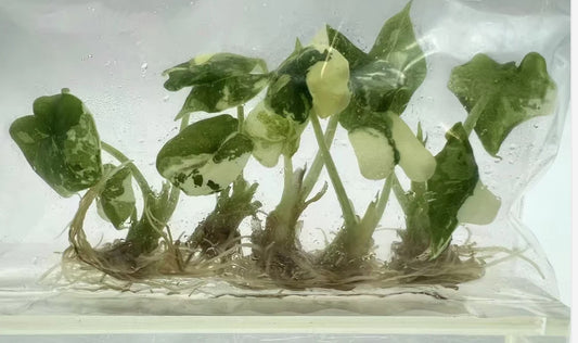Alocasia Melo Albo Variegated – Tissue Culture Plantlets | Set of 10