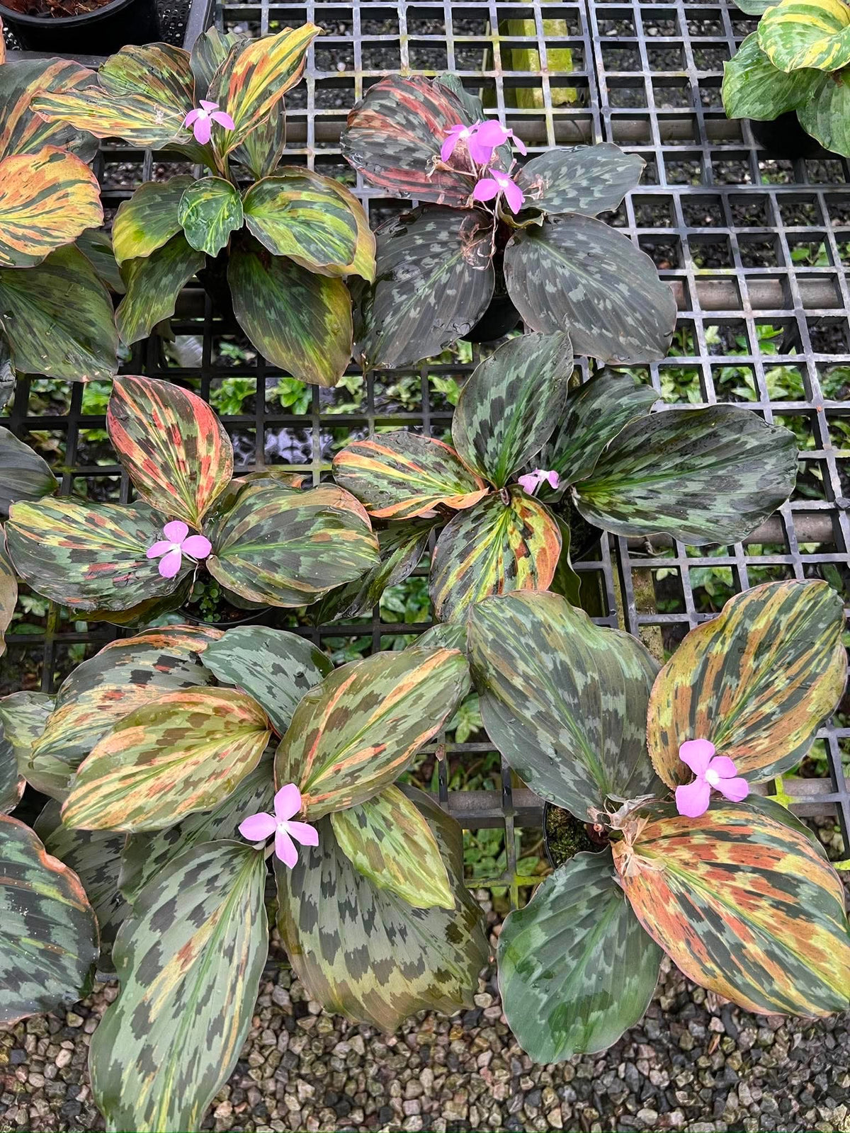 Kaempferia sp. Variegated Set of 10 Plants
