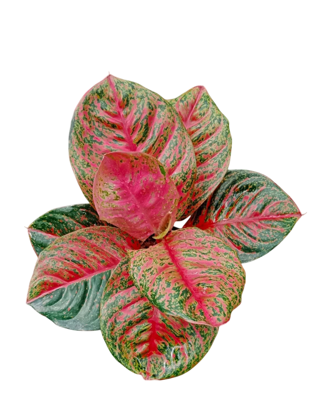 Aglaonema “Sombat Siam” Wholesale of 10 Plants