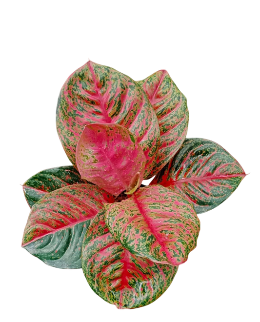Aglaonema “Sombat Siam” Wholesale of 10 Plants