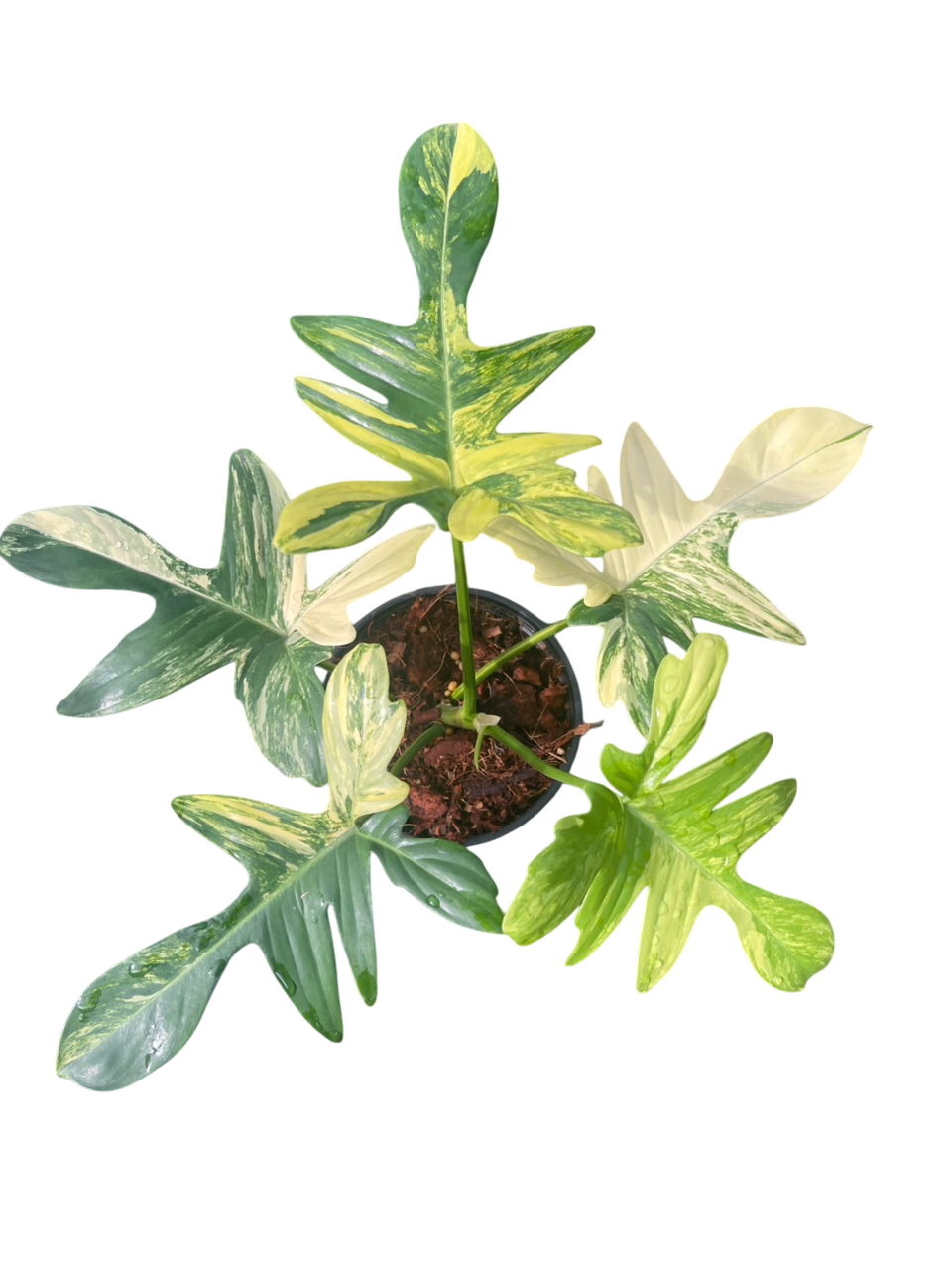 Philodendron Pedatum Variegated